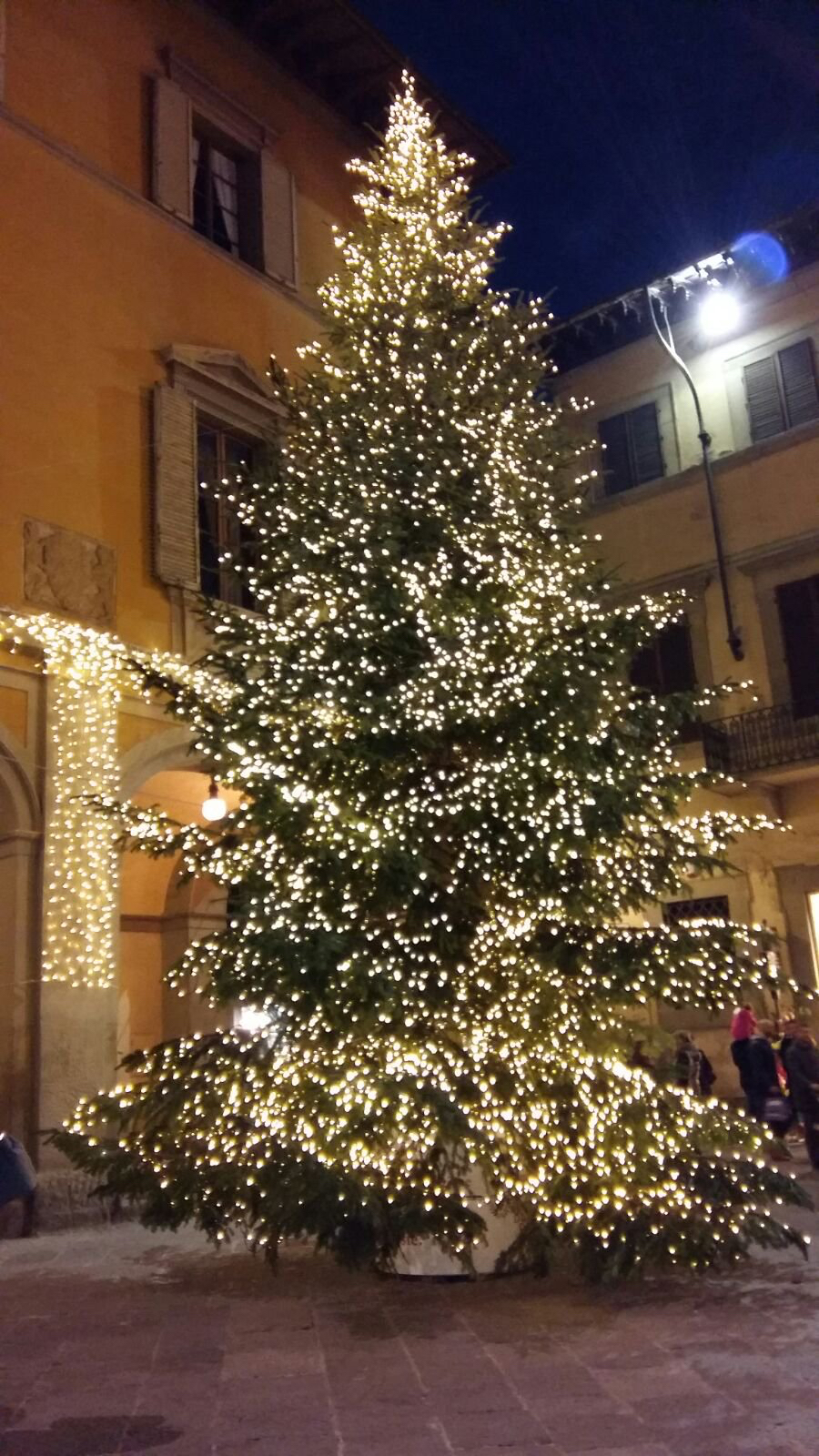 Immagini Degli Alberi Di Natale.Al Via La Raccolta Degli Alberi Di Natale Ecco I Punti Di Raccolta Tv Prato